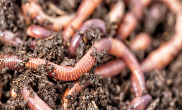 cara ternak cacing tanah