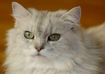 Ini Dia 6 Cara Ternak Kucing Persia Untuk Pemula