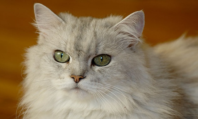 cara ternak kucing persia