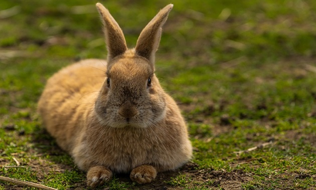 tentang kelinci