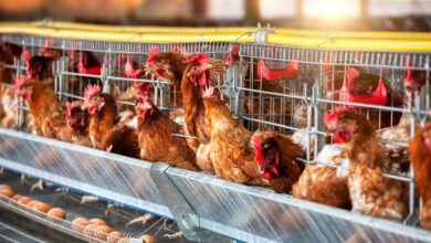 cara ternak ayam petelur dari DOC sampai bertelur